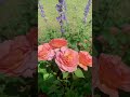 Louise Clements rose - Sunset in Bloom,Fragrant, intense copper color unlike any other #rose #love