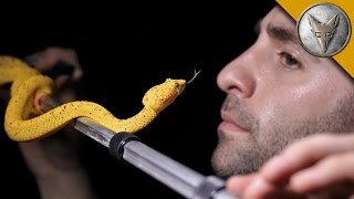 Brave Wilderness | FACE TO FACE with a Venomous Snake!