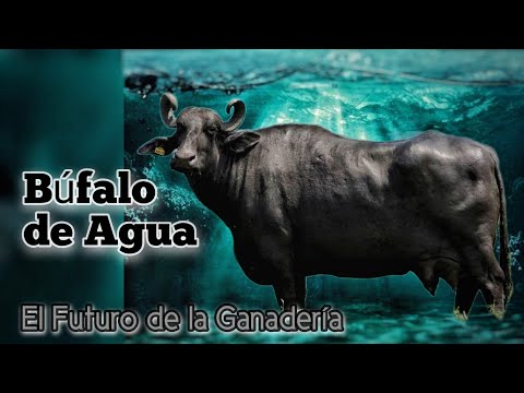 , title : 'Búfalo de Agua el Futuro de la Ganadería.'