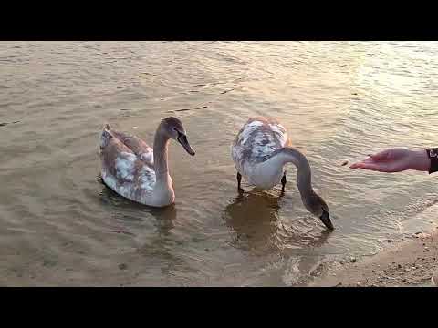 Лебеди на озере (04.10.2020)