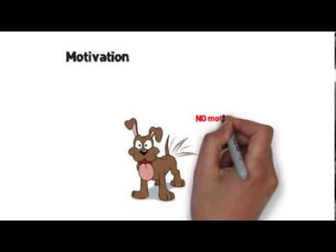 Motivation... what works for your dog?
