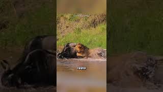 Coisas que nunca deveriam ter acontecido no reino animal, Parte 2 #curiosidades #bichos #animais
