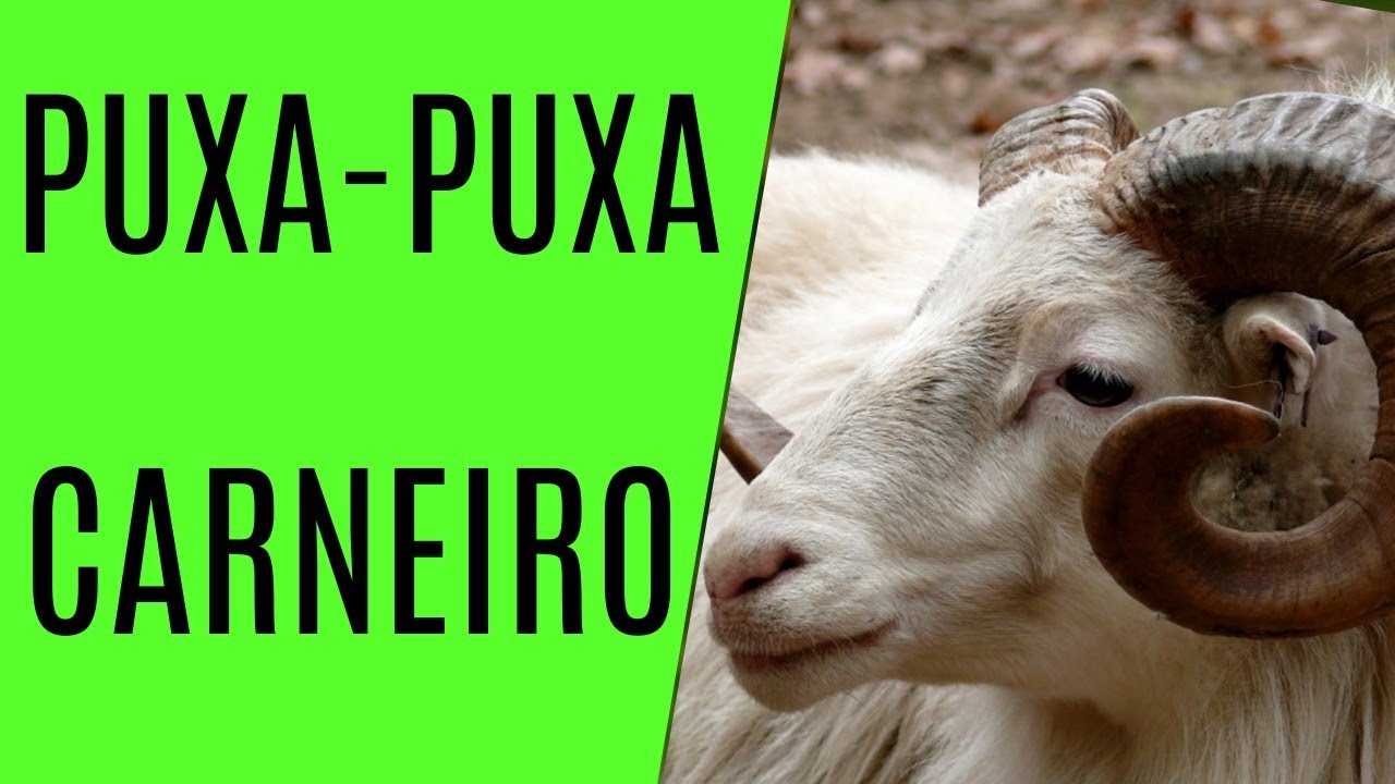 PUXADA DO CARNEIRO NO JOGO DO BICHO!