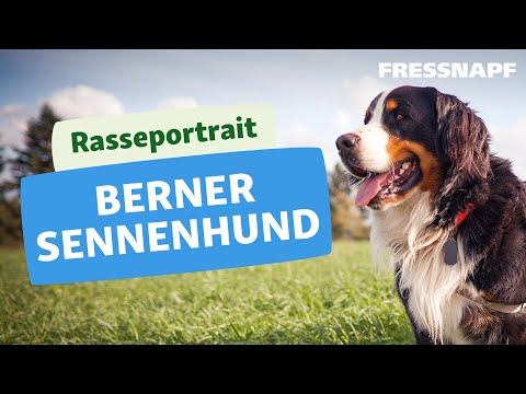 Berner Sennenhund I Rasseportrait I FRESSNAPF