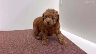 トイプードルの動画01