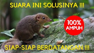 Download lagu SUARA PEMANGGIL TUPAI KEKES 🔴DURASI PANJANG🔴 mp3 Download lagu SUARA PEMANGGIL TUPAI KEKES 🔴DURASI PANJANG🔴 mp3