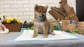 Video preview image #1 Shiba Inu Puppy For Sale in LOS ANGELES, CA, USA