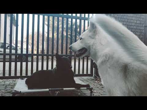 Misia, Cezar & Sogo 08.11.2020