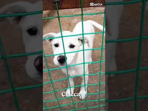 Regalo Chicca splendida dolce cucciola cerca casa 