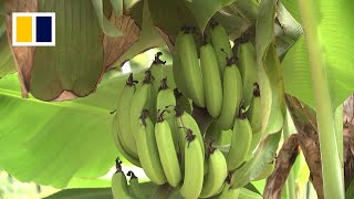Download lagu South Korea banana boom heats up with climate change mp3