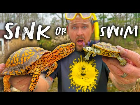 BOX TURTLES IN WATER! (They NEED It)