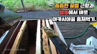 줍줍했던 꿀벌 근황 및 아카시아꿀 즉석에서 퍼먹기, 석청 근황