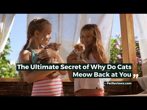 The Ultimate Secret of Why Do Cats Meow Back at You