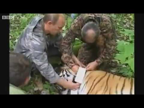Putin in the Wild   BCC Footage of Vladimir Putin shooting Siberian Tiger