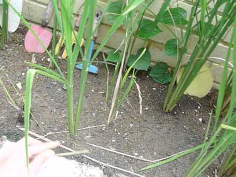 Home-grown paddy (2). How to grow a paddy plant.