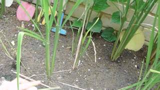 Home-grown paddy (2). How to grow a paddy plant.