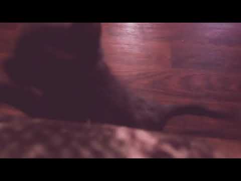 Собака перепутала команду😂