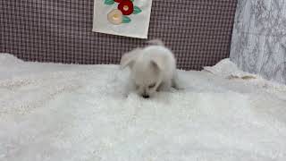 ハーフ犬の動画01