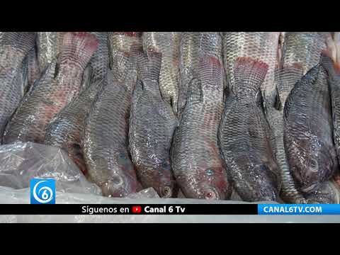 Video: Oceana propone políticas públicas para combatir la pesca ilegal en México