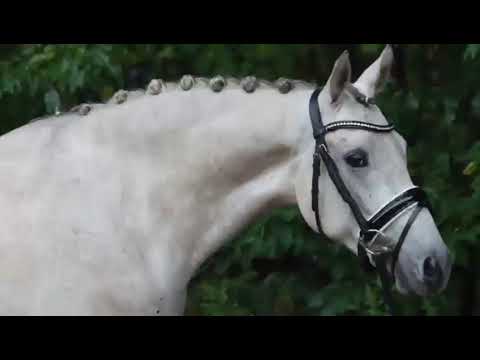 4 j Stute von Dressman IV x FS Don't Worry