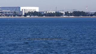 20241218ハジロカイツブリ1