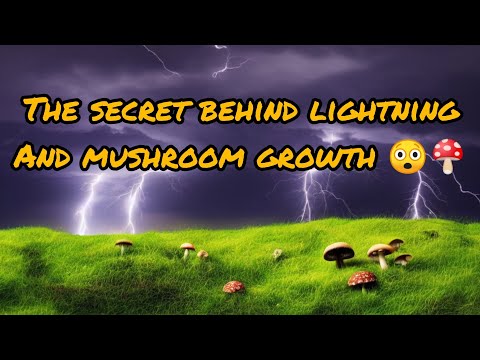 The Enigma of Lightning and The secret of Mushroom Growth 😲🍄