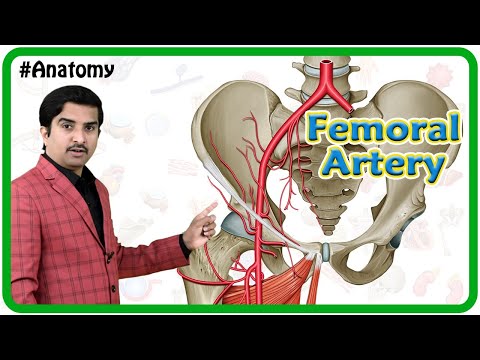 Femoral Artery Anatomy Animation - Origin, Course, Branches and relations | Dr G Bhanu Prakash