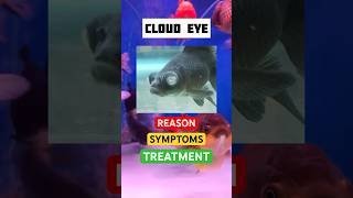 Cloud Eye Part - 5 #fishdisease #fishmedicine #fish #whitespots #shorts #treatment #fishdeath #abcd