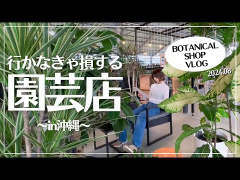 園芸 コロラドモミ