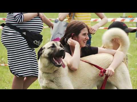 Zwyciężył berneński pies pasterski. W Dowspudzie odbyła się II Krajowa Wystawa Psów Rasowych