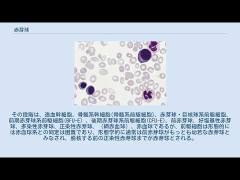 赤芽球