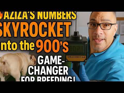 🚨 Aziza’s Numbers SKYROCKET to the 900’s! Breeding Game-Changer Finally Here! 🐾@DiamondGangBullies