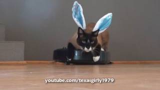 Easter Bunny Cat
