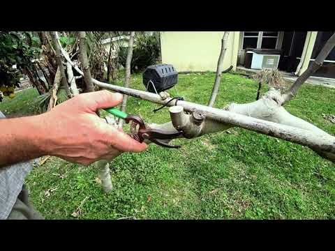 Japanese style, pruning fig trees