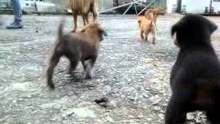 preview picture of video 'Perros criollos caqueteños para adoptar'