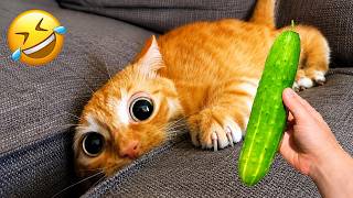 🤣 100%笑える！最高におもしろい猫動画！🐈😹パート 7