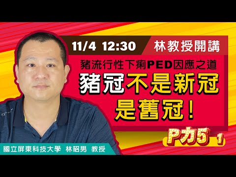 P力5 -第一步【豬冠不是新冠 是舊冠】