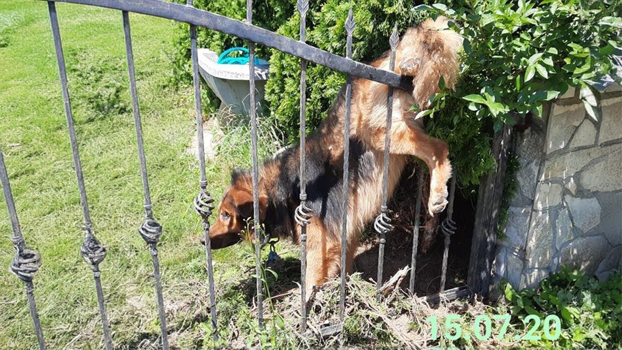 Dog Rescue Video Thumbnail