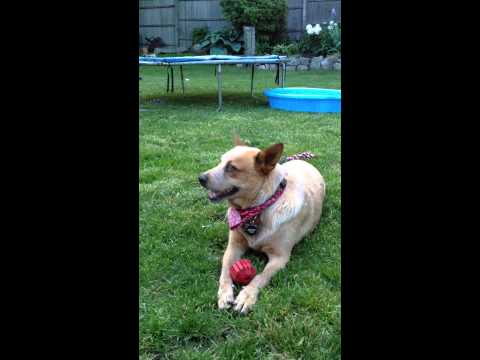 Bear (LOCAL), an adopted Cattle Dog & Retriever Mix in Nashua, NH_image-1