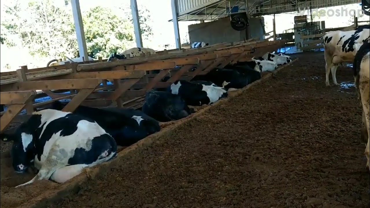 Free stall para vacas leiteiras, fristal para vacas leiteiras, dicas e medidas sobre meu free stall.