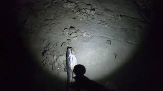 Night Time Bank Fishing MONSTER BLUE CATS/ Choke Canyon Lake