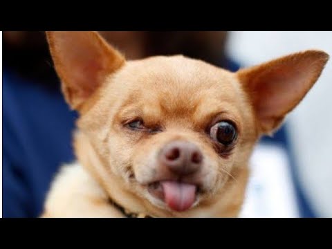 Ty Greek Diss Allykaytion (Sempsanyana)