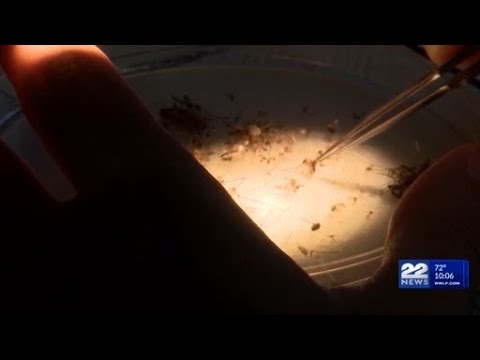 Western Massachusetts faces moderate West Nile virus risk