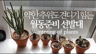 ENG) 약한 추위와 햇빛이 견디기 힘든 다육이와 관엽식물의 월동준비. Wintering of plants.…