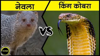 snake vs Mongoose  साँप और नेव�