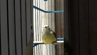 Download lagu Suara pancingan ampuh opior jawa mp3