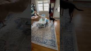 Video preview image #1 Puggle Puppy For Sale in Virginia Beach, VA, USA