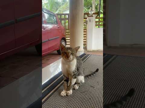 😿#cat#sound #meow #funny #yt