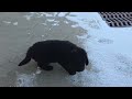 Newfoundland dogs for sale: Hugo - Video 1