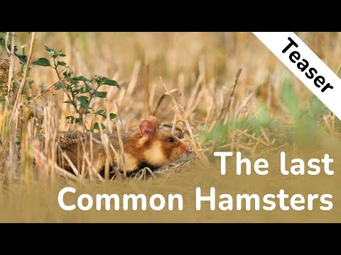 Teaser: The Last Common Hamsters | Nature Film | Cricetus cricetus| ENGLISH | 4K UHD